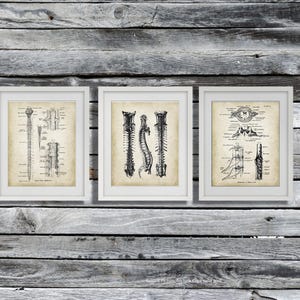 Chiropractor Gift, Physical Therapist Gift, Spinal Cord Anatomy, Blue Anatomy Art Therapy Waiting Room Decor Doctor of Chiropractic Gift