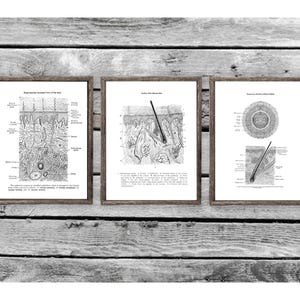 Dermatologist Art set of 3 Unframed Skin Epidermis Anatomy Wall Decor