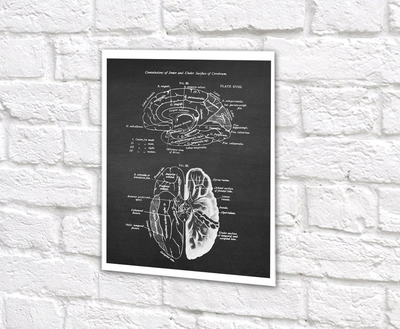 Neuroscience Anatomy of Human Brain set of 6 Unframed Decor Art Prints Gift for Neurosurgeon image 10