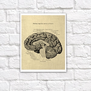 Anatomy of Human Brain Heart and Lungs Set of 3 Unframed Medical Decor ...