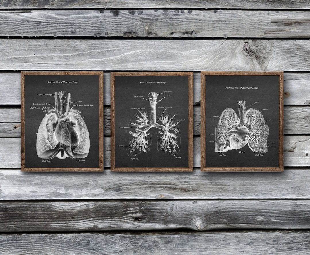 Anatomy of Lungs Heart Set of 3 Unframed Medical Decor Art Prints - Etsy