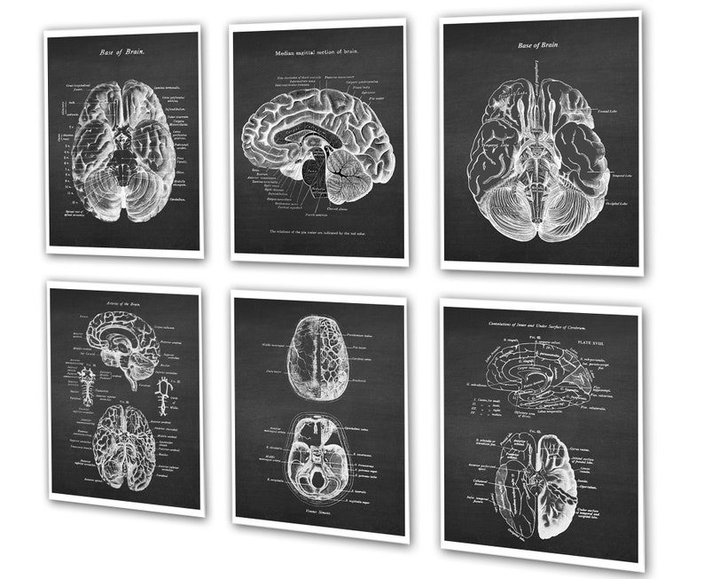 Neuroscience Anatomy of Human Brain set of 6 Unframed Decor Art Prints Gift for Neurosurgeon image 4