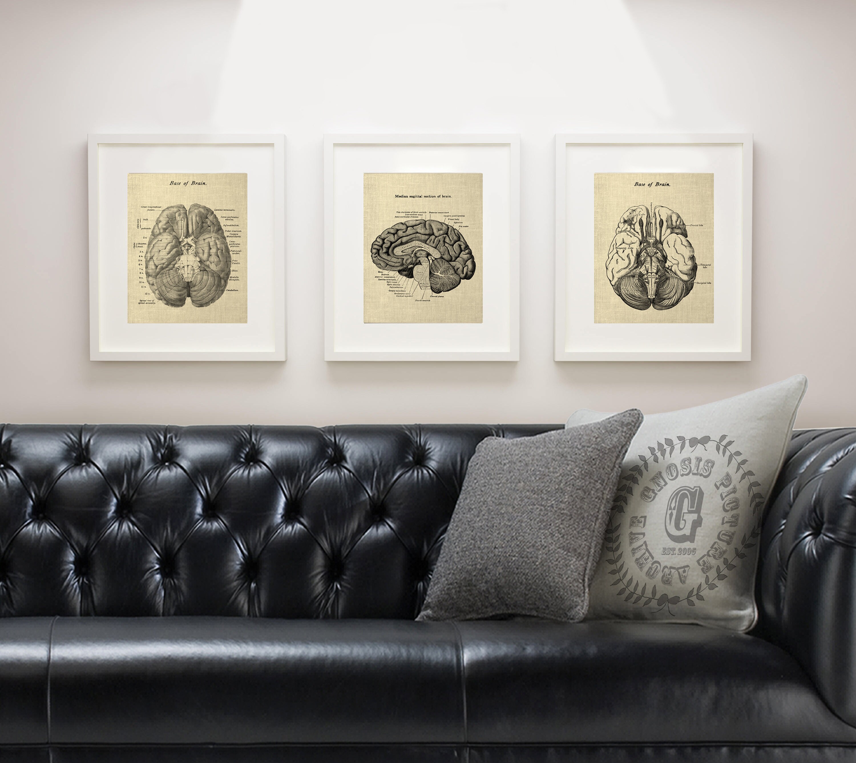 Anatomy of Human Brain Set of 3 Unframed Art Prints Decor Gift for ...