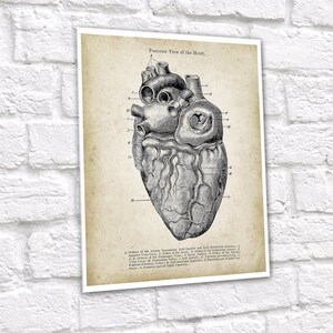 Anatomy of Human Heart Set of 6 Unframed Art Prints Cardiology Office ...
