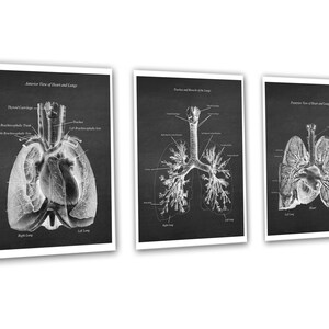 Anatomy of Lungs Heart Set of 3 Unframed Medical Decor Art Prints - Etsy