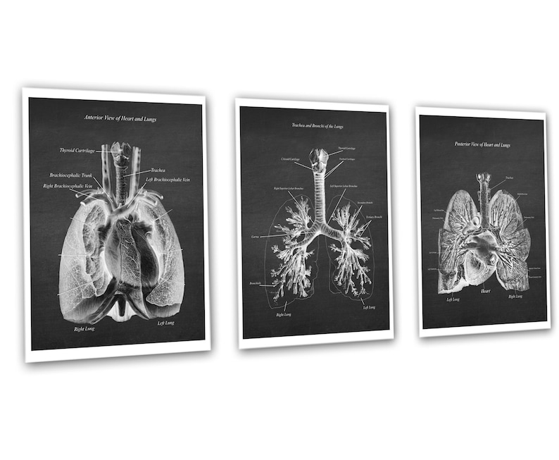 Anatomy of Lungs Heart Set of 3 Unframed Medical Decor Art Prints - Etsy