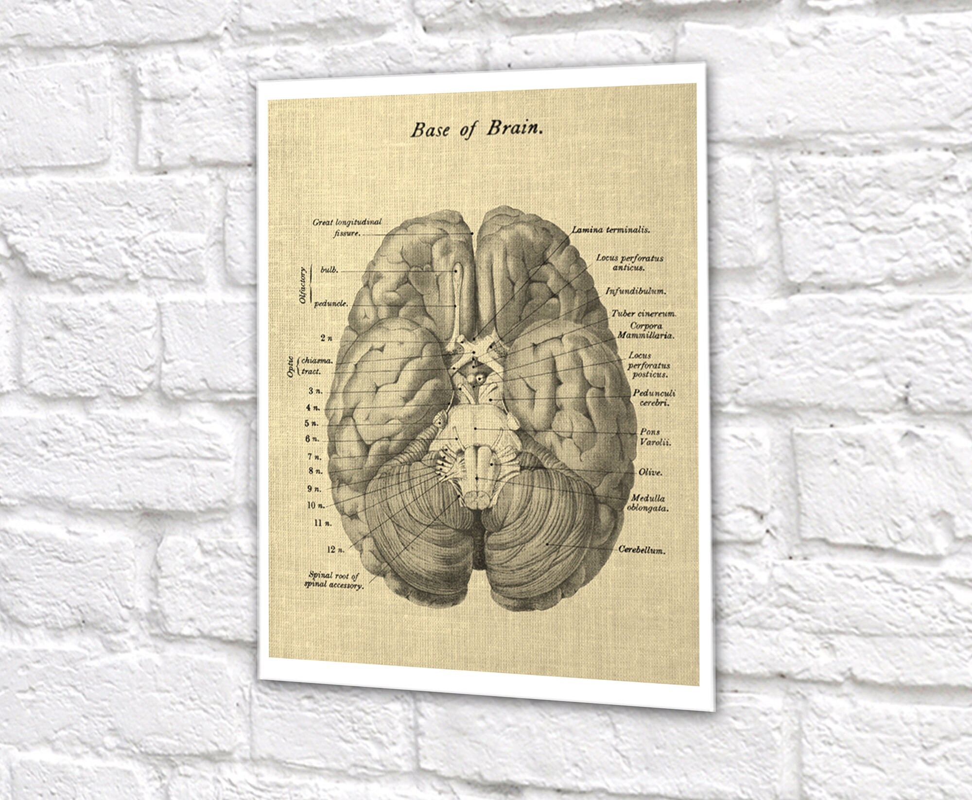Anatomy of Human Brain Set of 3 Unframed Art Prints Decor Gift - Etsy