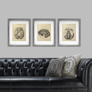 Anatomy of Human Brain set of 3 Unframed Art Prints Decor Gift for Psychologist