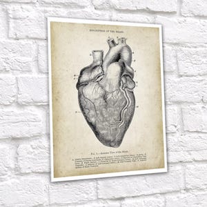 Anatomy of Human Heart Set of 6 Unframed Art Prints Cardiology Office ...
