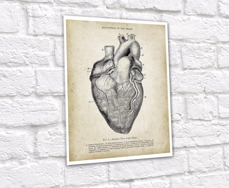 Anatomy of Human Heart Set of 6 Unframed Art Prints Cardiology Office ...