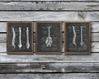 Könnte beinhalten: Drei gerahmte Drucke mit detaillierten anatomischen Darstellungen der menschlichen Wirbelsäule. Die Schwarz-Weiß-Drucke sind vor einem dunklen Hintergrund in Holz gerahmt. Das Kunstwerk wird vor einer rustikalen Holzwand präsentiert.