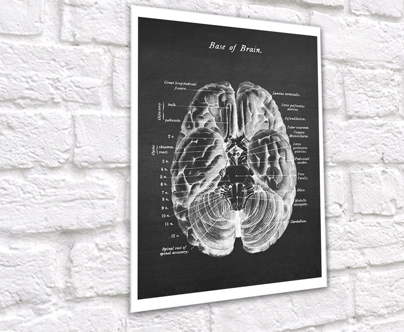 Neuroscience Anatomy of Human Brain set of 6 Unframed Decor Art Prints Gift for Neurosurgeon image 5