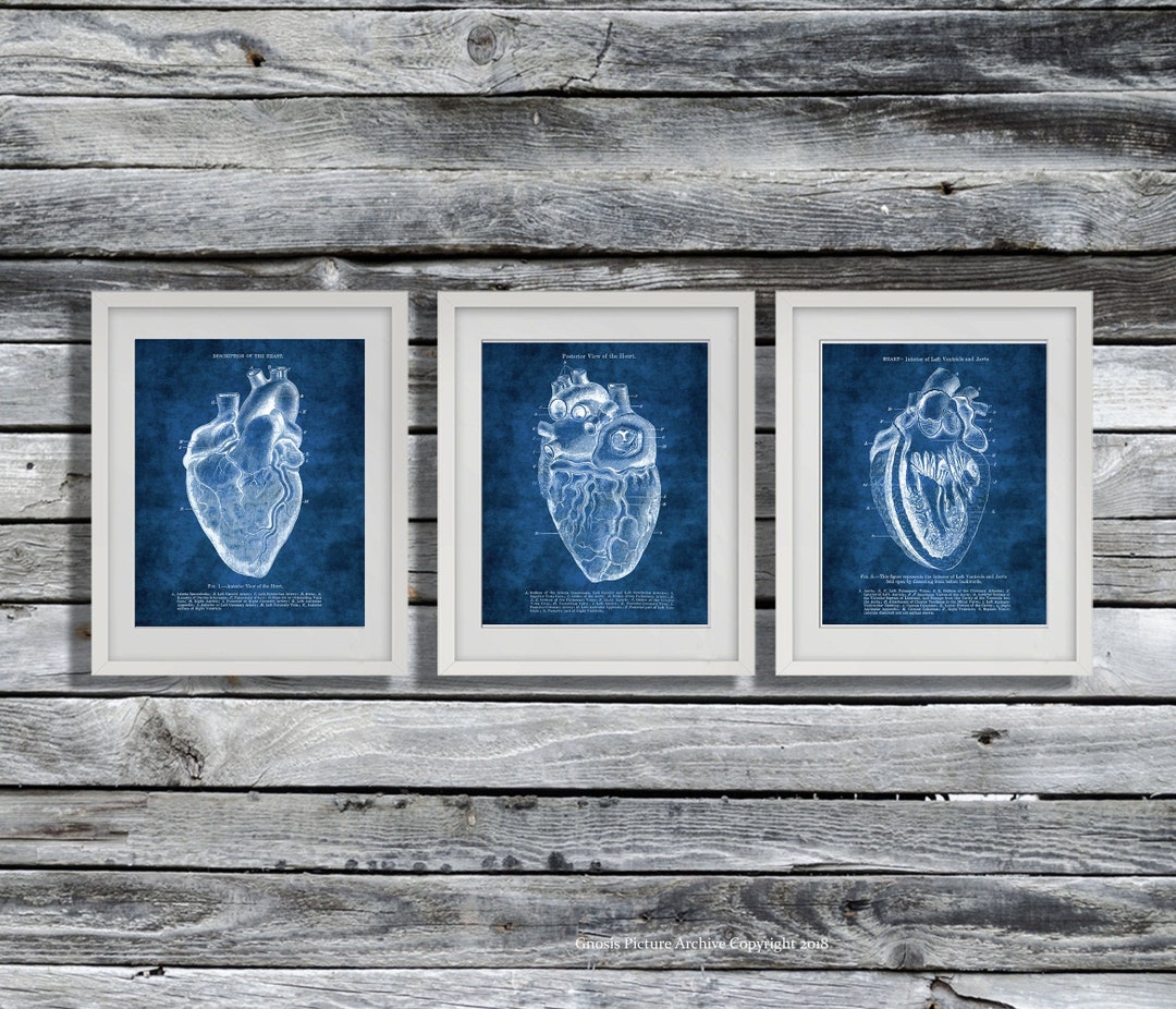 Anatomy Heart Art Prints Set of 3 Unframed Blue Wall Art - Etsy
