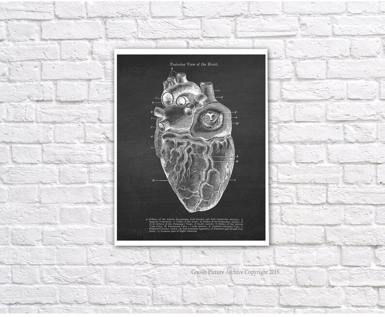 Anatomy Heart Art Prints Set of 3 unframed wall art