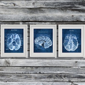 Neuroscience Anatomy of Human Brain set of 3 Unframed Decor Art Prints Gift for Neurosurgeon