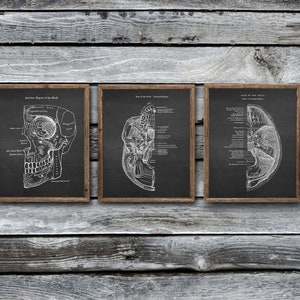 Neuroscience Anatomy of Human Cranium set of 3 Unframed Decor Art Prints Gift for Neurosurgeon