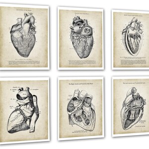 Anatomy of Human Heart Set of 6 Unframed Art Prints Cardiology Office ...