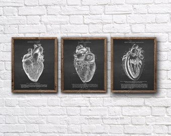 Anatomy Heart Art Prints Set of 3 unframed wall art