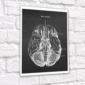 Neuroscience Anatomy of Human Brain set of 6 Unframed Decor Art Prints Gift for Neurosurgeon image 7