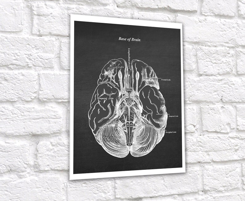 Neuroscience Anatomy of Human Brain set of 6 Unframed Decor Art Prints Gift for Neurosurgeon image 7