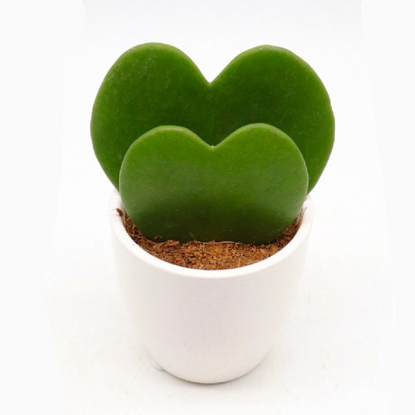 HOYA KERII DOUBLE, Valentine's Day Heart Plant, Heart Shaped Succulent Plant.