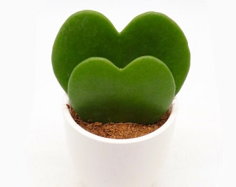 HOYA KERII DOUBLE, plante coeu fête des mères, plante grasse succulente en forme de coeur.