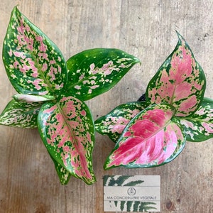 AGLAONEMA pink princess plante rose image 1