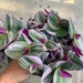 see more listings in the MEDIUM SIZE PLANTS section
