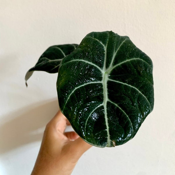 ALOCASIA Black Velvet en pot