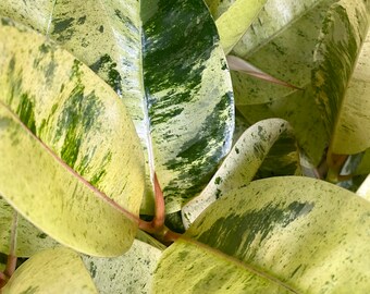 Grand Ficus elastica SHIVEREANA Moon Shine - plante rare