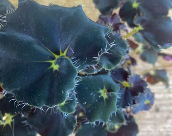 Begonia black mambo plante noire feuille noire