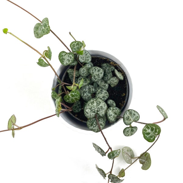 CEROPEGIA Chaine de COEUR Woodii, jolie plante d'intérieur en pot pour décorer votre intérieur.