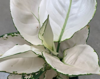 AGLAONEMA WHITE JOY belles plantes a feuilles blanches Plante rare