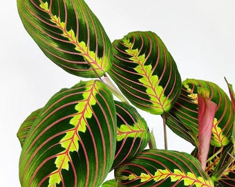 Maranta Leuconeura Fascinator en pot