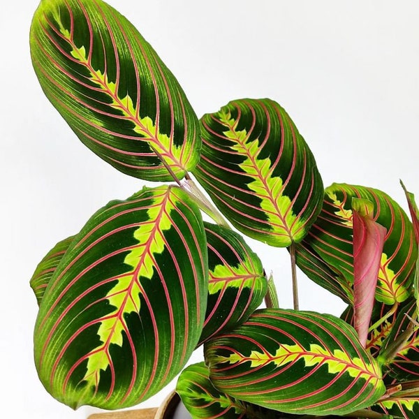 Maranta Leuconeura Fascinator en pot