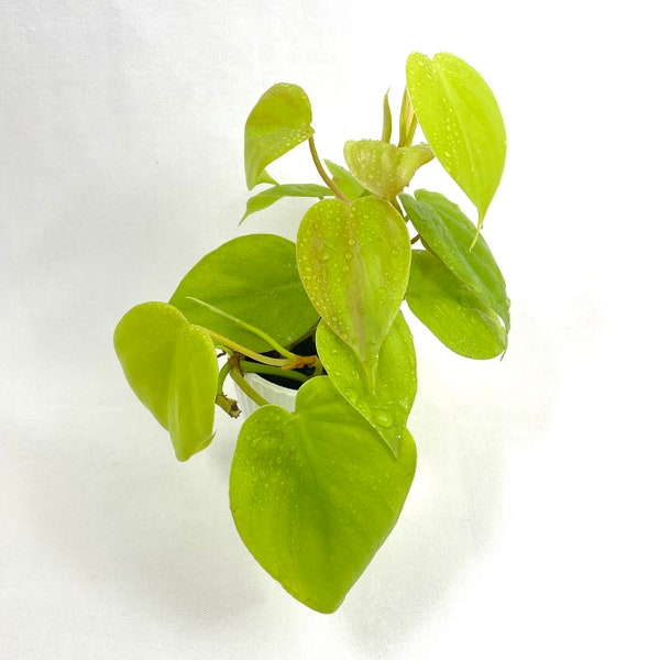 MICANS LIME PHILODENDRON (potted)