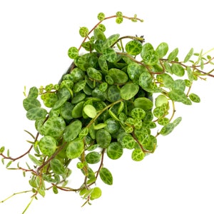 PEPEROMIA PROSTATA TURTLE potschildpadkoord