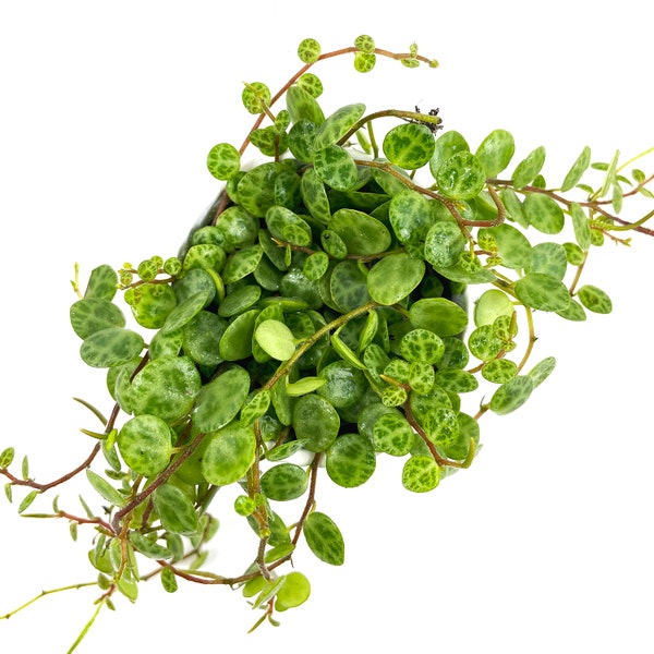 PEPEROMIA PROSTATA TURTLE chaîne de tortue en pot