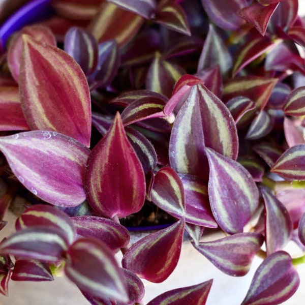 tradescantia purple passion en pot