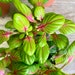 see more listings in the MINI PLANTS section