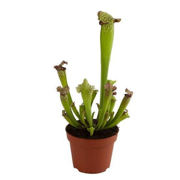 SARRACENIA Leucophylla - plante carnivore - interieur et exterieur