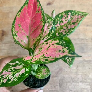 AGLAONEMA pink princess plante rose image 3