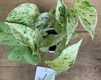 Pothos oder Scindapsus - Pothos SCHNEEKÖNIGIN