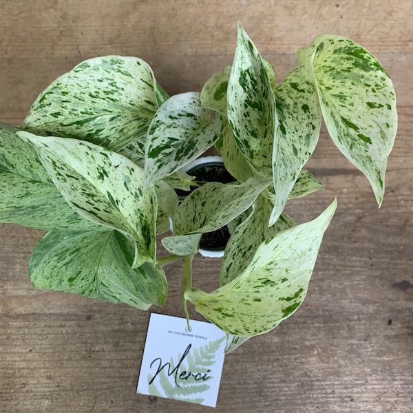 Pothos ou scindapsus  - Pothos SNOW QUEEN