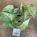 see more listings in the MINI PLANTES section