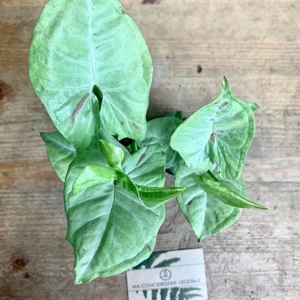 Syngonium milk confetti - plante rare ! en pot