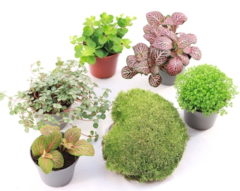 Kit de plantes pour terrariums - box plantes - DIY terrarium