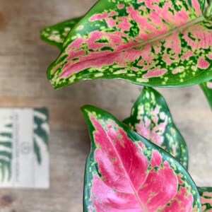 AGLAONEMA pink princess plante rose image 2