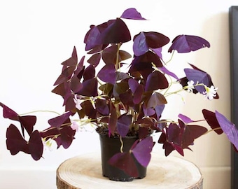 oxalis triangularis - trèfles - oxalis pourpre - belle plante en pot - le trèfle pourpre violet