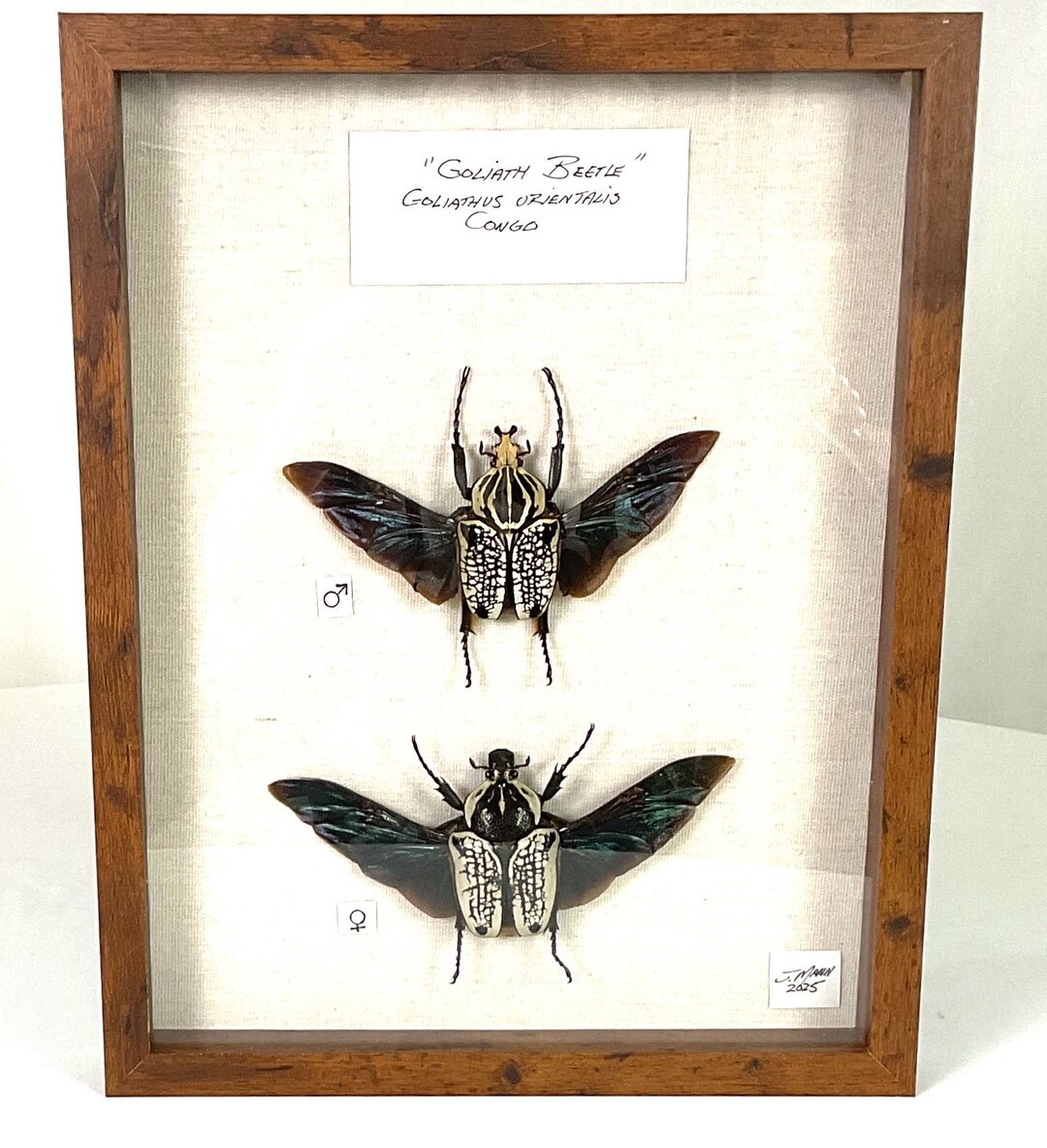 Goliath Beetles From the Congo - Etsy